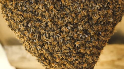 A Hive of Wild Bees Have Attached Themselves to the Barn