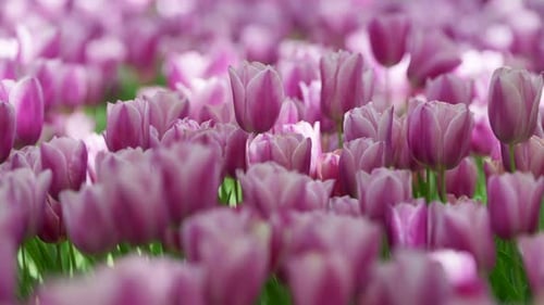 Spring Tulip Blossoms
