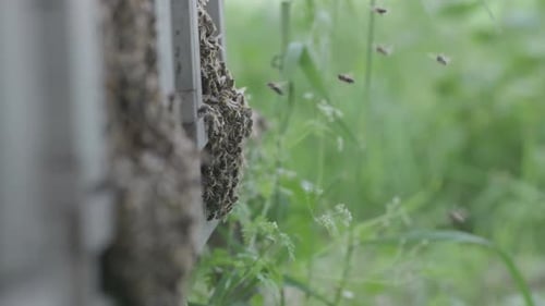 Bees Swarming Around an Active Hive in Nature