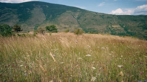 Calm Mountain Landscape Where Wind Blowing Grass on Meadow at Sunny Day