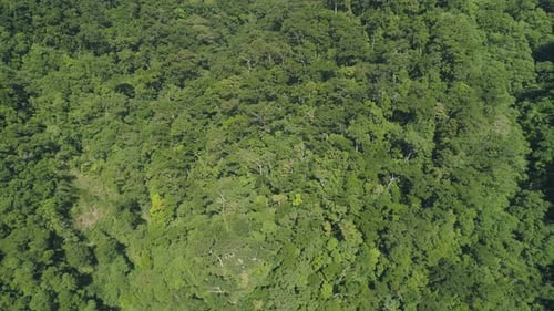 View of Mountain Landscape with Rainforest