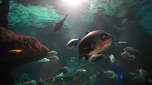 Varios peces nadando en un acuario con fondo azul y plantas submarinas