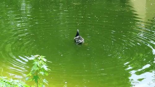Schwarzer Schwan schwimmt im grünen Wasser. Schwan putzt Flügel mit rotem Schnabel. Schwarzer Schwan mit rotem Schnabel i...