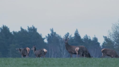 Eine Herde wilder Hirsche, die in der Abenddämmerung nach Sonnenuntergang auf Getreidefeldern ernährt