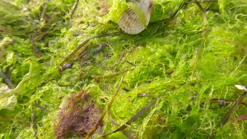 Algae and shells thrown onto beach by storm, Macro shot