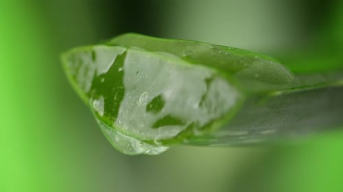 Aloe Vera Gel dripping from aloe leaf close-up.