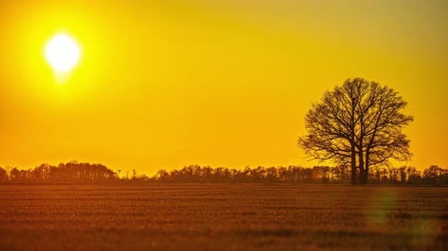 Tree silhouette, farmland and vibrant sunset, time lapse view