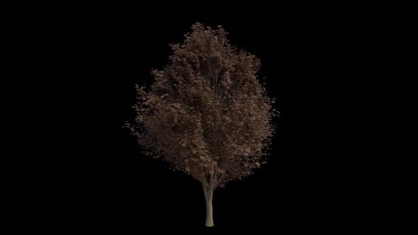 Field Elm Tree blowing in the wind. Alpha Channel. Loop Animation ...