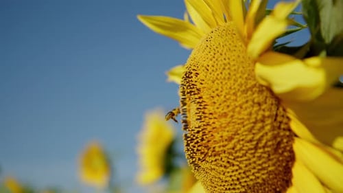 Honey Bee Collecting Nectar From A Bright Yellow Sunflower On A Sunny Field. Close-up, Shot