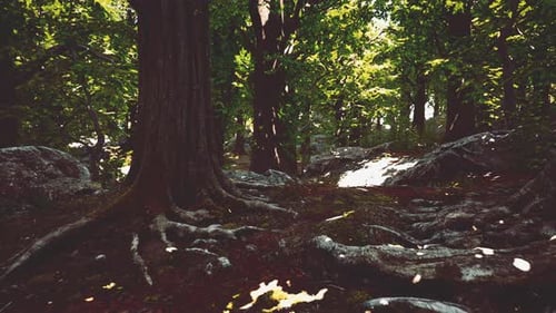 Tree Roots and Sunshine in a Green Forest