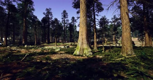 Forest Landscape with Tall Trees and Lush Greenery in Bright Sunlight