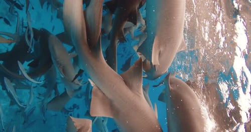 Snorkeling with Nurse Sharks in Tropical Sea School of Fish and Sharks in Ocean in Bahamas