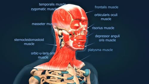 3D Human Head and Neck Muscles Anatomy Rotation with Labels