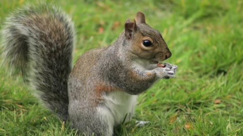 Écureuil gris mangeant une noix dans l'herbe d'un jardin, ralenti, gros plan, puis cherche plus de nourriture pendant la journée