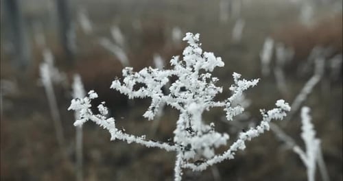 Frozen, frost covered grass on cold winter morning in cinematic slow motion.