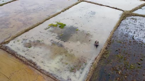 Ansicht von Landwirten, die Reisfelder pflügen, um Reis anzupflanzen
