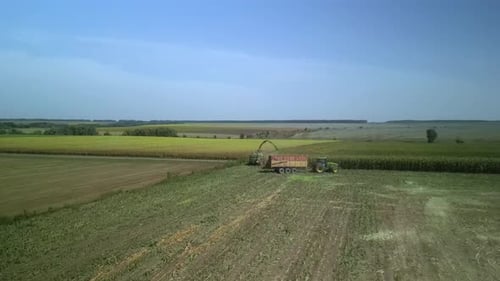 Corn Silage Harvesting with Forage Harvester on Field