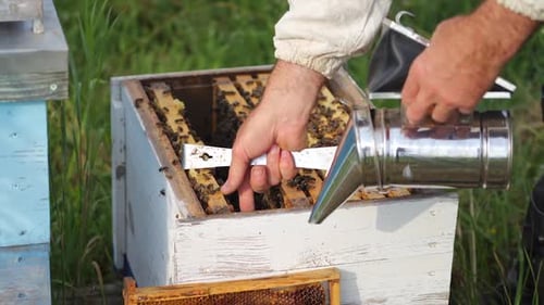 Colorful hives of bees on a meadow in summer.