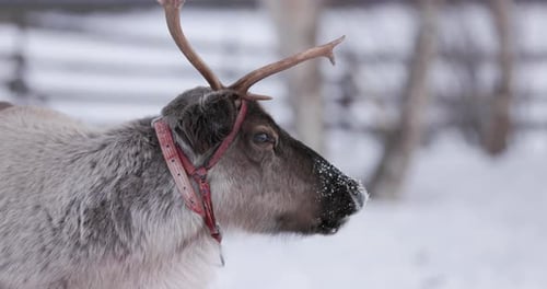 Close-up of a reindeer in winter