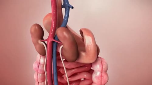 3D Human Internal Organs Animation with Blood Vessels