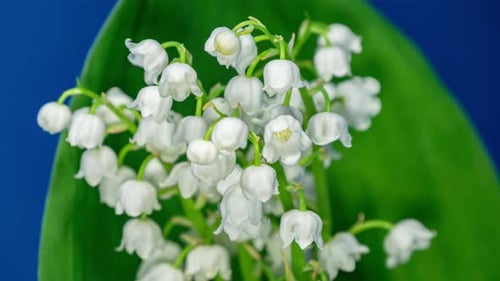 Time lapse Shot of the White Lily of the Valley Flowers in Vase on a Green Leaf Background
