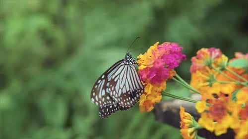 Glassy Tiger (Parantica aglea) polinating a flower