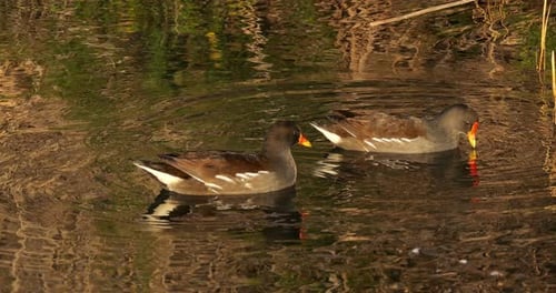 Common moorhen ((Gallinula chloropus), the Camargue, France