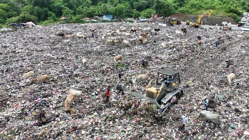 Aerial view of a city dump center full of trash. Herd of cows eating garbage in a landfill.