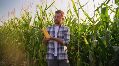 Corn Farmer Inspecting Crop Standing in Field