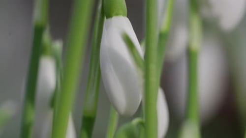 Close Up Snowdrops Gently Blowing in the Breeze