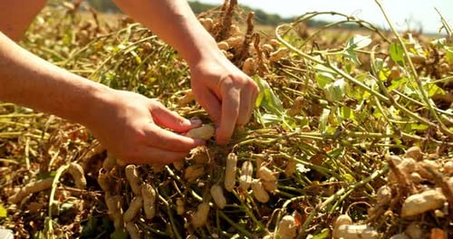 Man Picking Peanuts On Farm, Closeup 4k