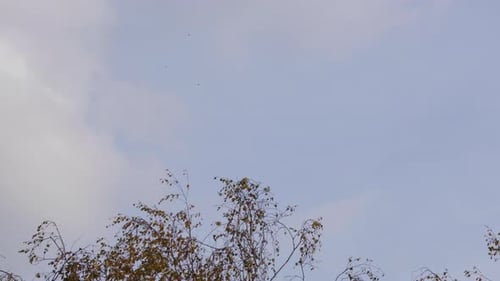 Tree Branches Against Cloudy Blue Sky