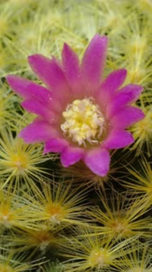 Time Lapse of Pink Flower Blossoming on Plant