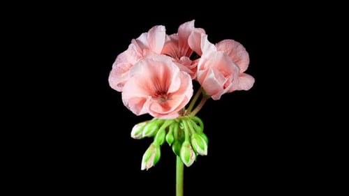 Pink Pelargonium Flowers Blooming in Time Lapse on a Green Leaves Background. Beautiful Neon Cream