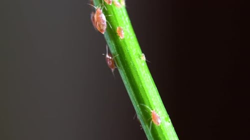 Pink aphids moving nervously up and down the green stem. Extreme macro shot. 4K.
