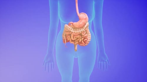Human Digestive System Peristalsis Animation