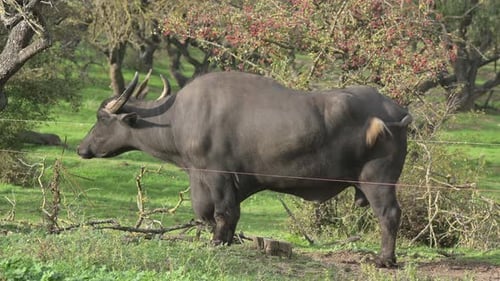 A Large Water Buffalo on a Grassy Farm Under the Trees in the Afternoon Sunlight