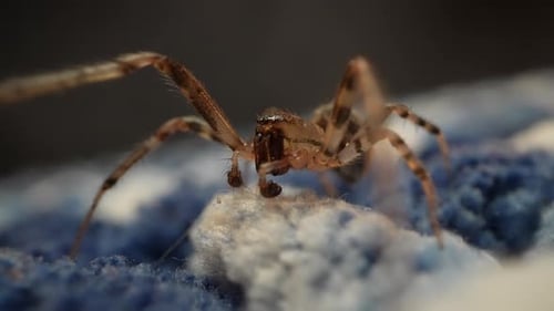 Gros plan d'une araignée sur une surface bleue et blanche