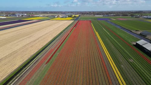 Aerial view of a tulip field in Netherlands