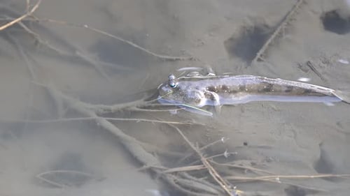 Freshwater Goby Fish Resting in Shallow Water