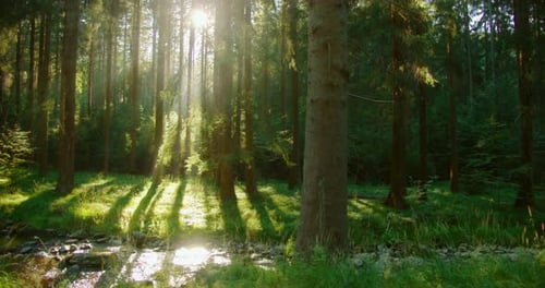 Forêt dense baignée par la chaleur du soleil avec des arbres projetant des ombres sur un ruisseau doux en été