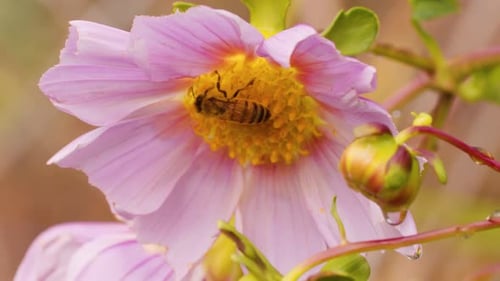 Bee Pollinating Pink Flower in Springtime Garden