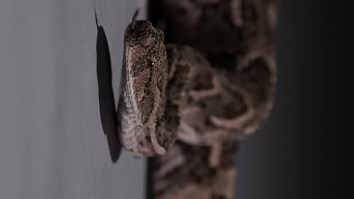 Close Up of Patterned Snake