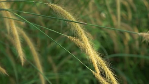 4k Grass Blowing In The Wind.