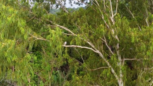 Hawk Perched on Branch in Tropical Forest