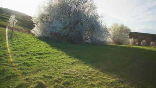 Éruption de soleil près d'arbres blancs dans un champ Arbres blancs en fleurs dans un pommier, orchidée, terres agricoles en Allemagne, Europe