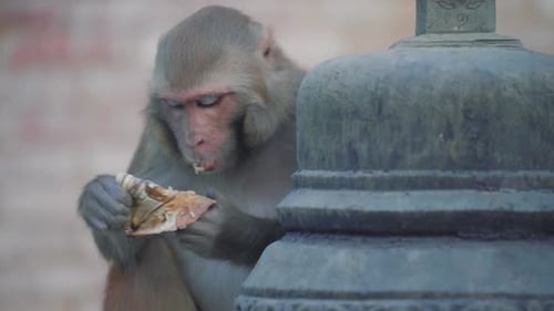 Monkey Temple - Monkey Eating A Banana In Swayambhunath Temple In Kathmandu, Nepal