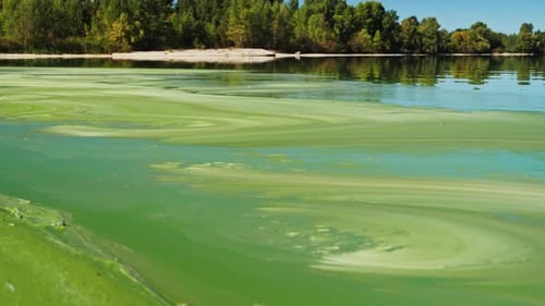 River Water Covered with Green Algae on a Sandy Beach