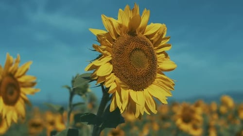 Vibrant Sunflowers in Field on Sunny Day