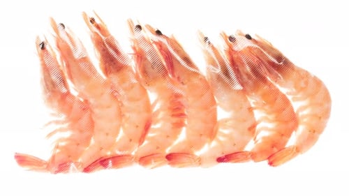 Envasado y congelación de camarones